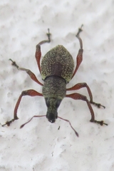 Metapocyrtus adspersus