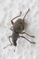 Metapocyrtus adspersus