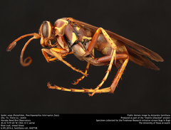 Poecilopompilus interruptus