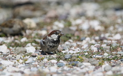 Passer domesticus × italiae