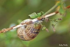 Helicella itala