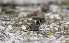 Passer domesticus × italiae