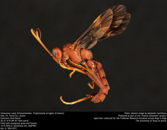 Trogomorpha arrogans