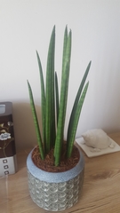 Sansevieria bacularis