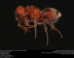 Myrmilloides grandiceps