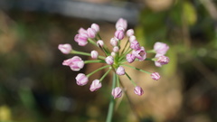 Allium anisopodium