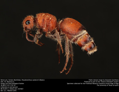 Pseudomethoca sanbornii