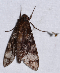 Isognathus excelsior