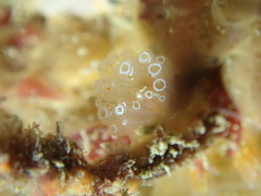 Aplidium ocellatum