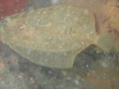 Zeugopterus punctatus