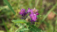 Astragalus davuricus