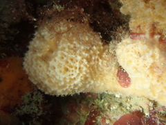 Ulosa digitata