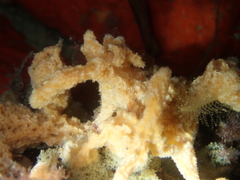 Ulosa digitata