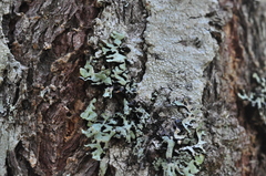 Hypogymnia occidentalis