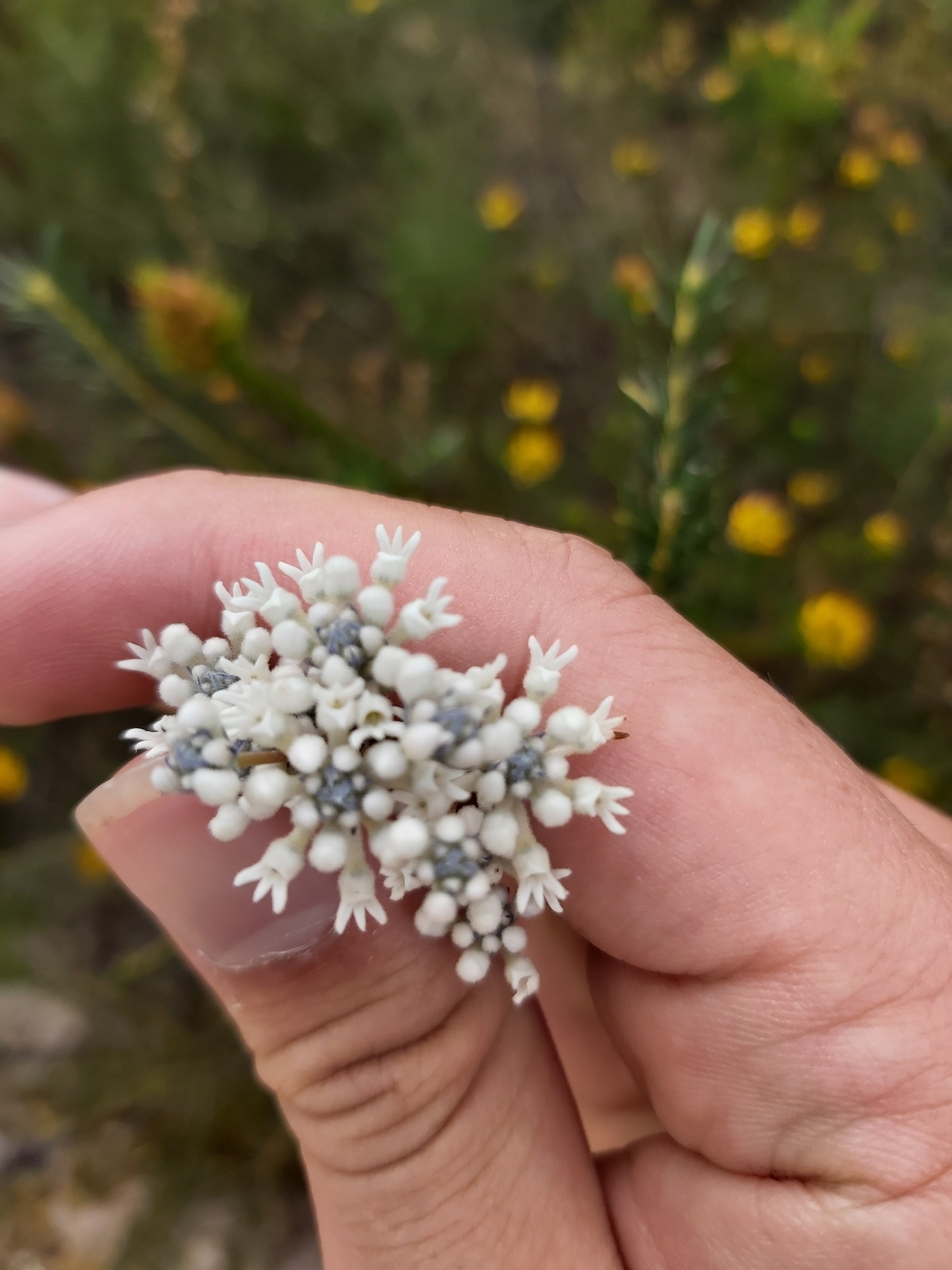 Conospermum caeruleum - Wikipedia