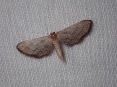 Idaea infirmaria