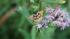 Heliothis maritima
