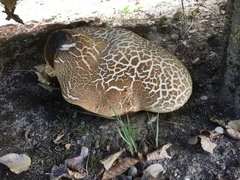 Fungi