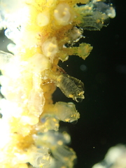 Pycnoclavella aurilucens