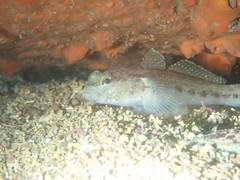Gobius gasteveni
