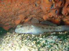 Gobius gasteveni