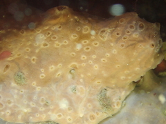 Hemimycale columella