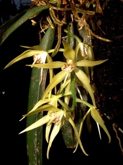 Macradenia brassavolae