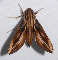 Xylophanes thyelia