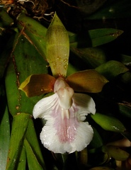 Aspasia epidendroides