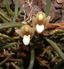 Maxillaria macleei
