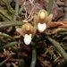 Maxillaria uncata - Photo (c) Eric van den Berghe, μερικά δικαιώματα διατηρούνται (CC BY-NC), uploaded by Eric van den Berghe