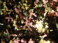 Phymatolithon calcareum