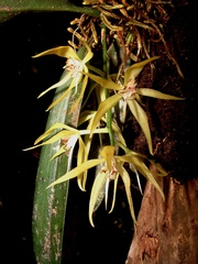 Macradenia brassavolae