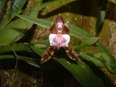 Aspasia epidendroides