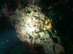 Pentapora foliacea