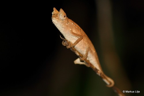 Brown Leaf Chameleon