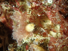 Sycon ciliatum