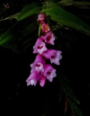 Isochilus carnosiflorus