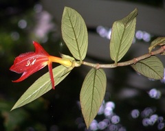 Columnea nicaraguensis