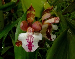 Aspasia epidendroides