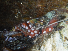 Octopus djinda