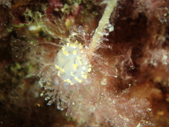 Eubranchus tricolor