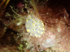 Eubranchus tricolor