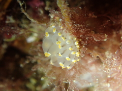 Eubranchus tricolor