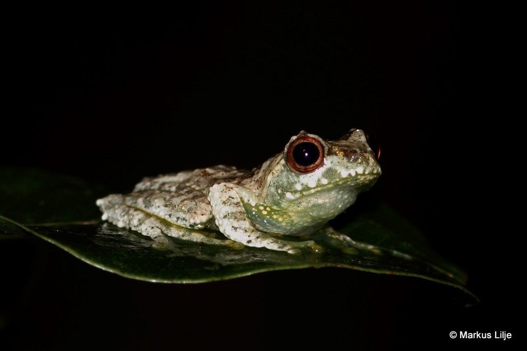 Warty Bright-eyed Frog
