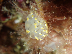Eubranchus tricolor