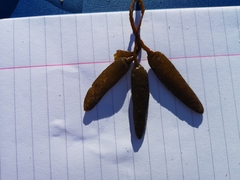 Ascophyllum nodosum