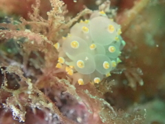 Eubranchus tricolor