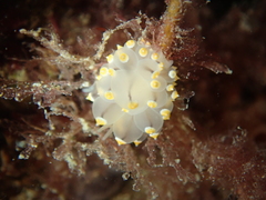 Eubranchus tricolor