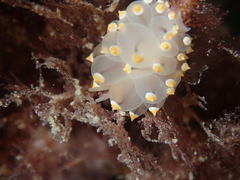 Eubranchus tricolor